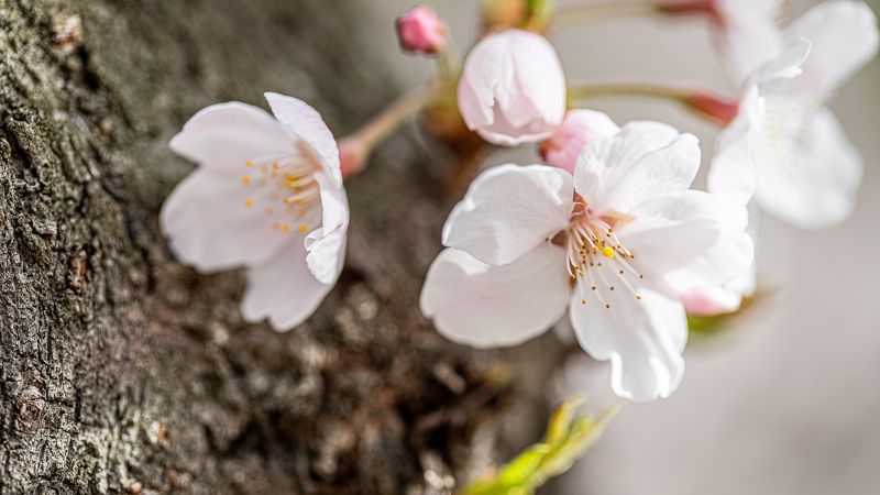 Spring фото превью