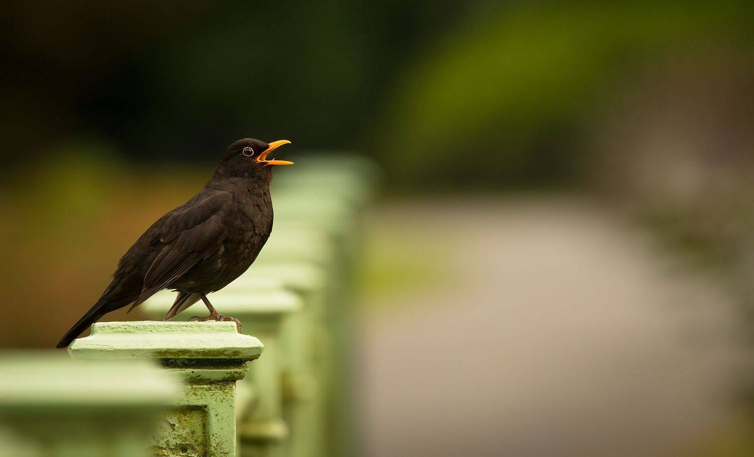 , Robert Adamec