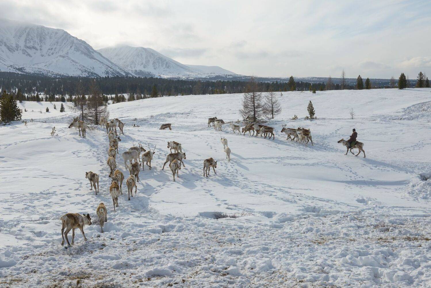 Туву Тыва оленевод Тоджа Тожа, Кутыгин Эдуард