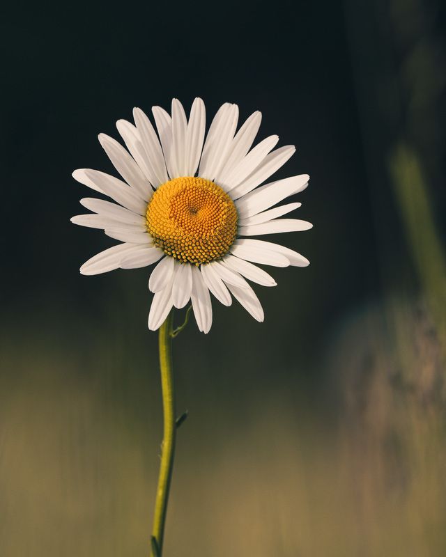 солнце фото превью