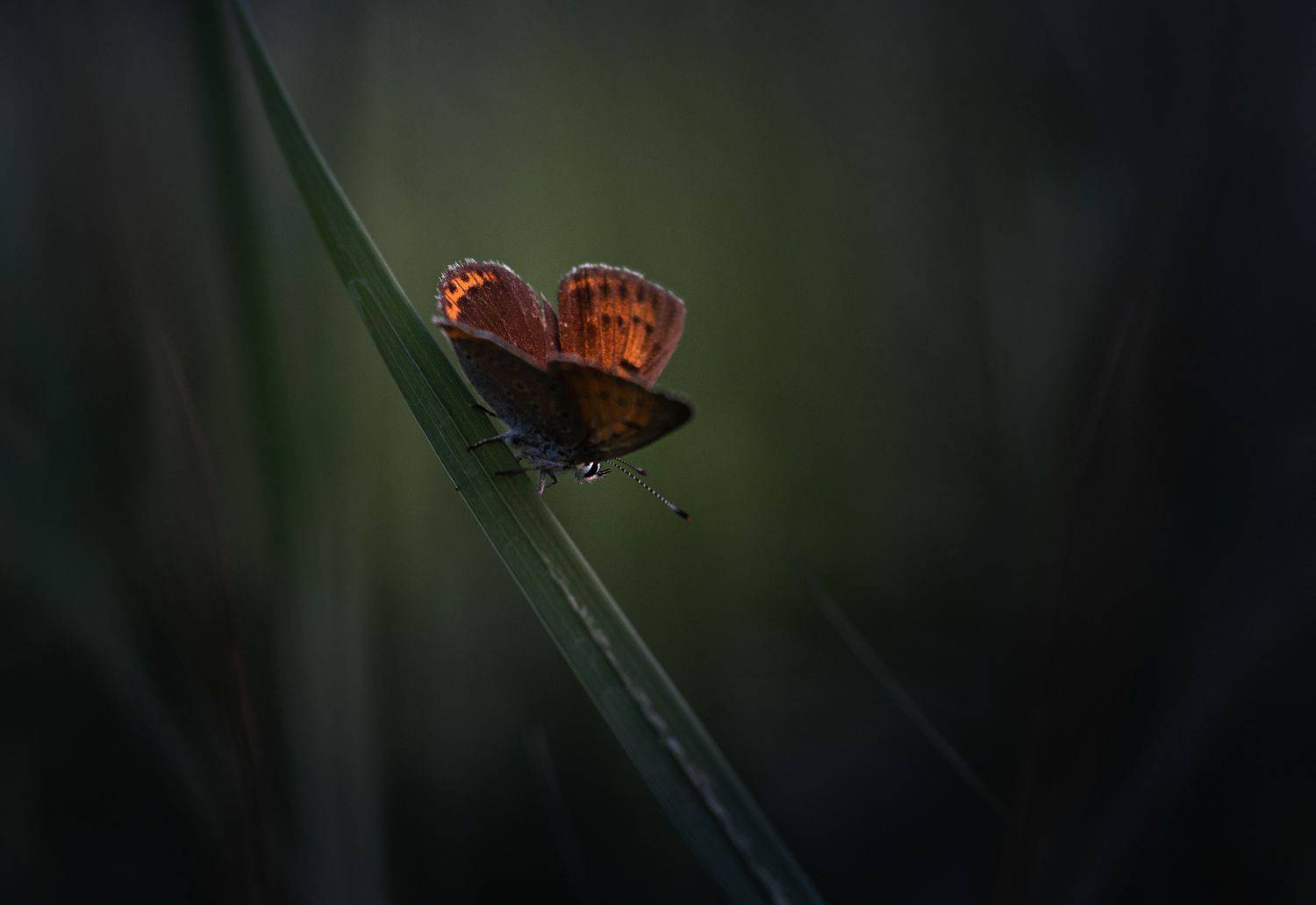 , Баранов Олег