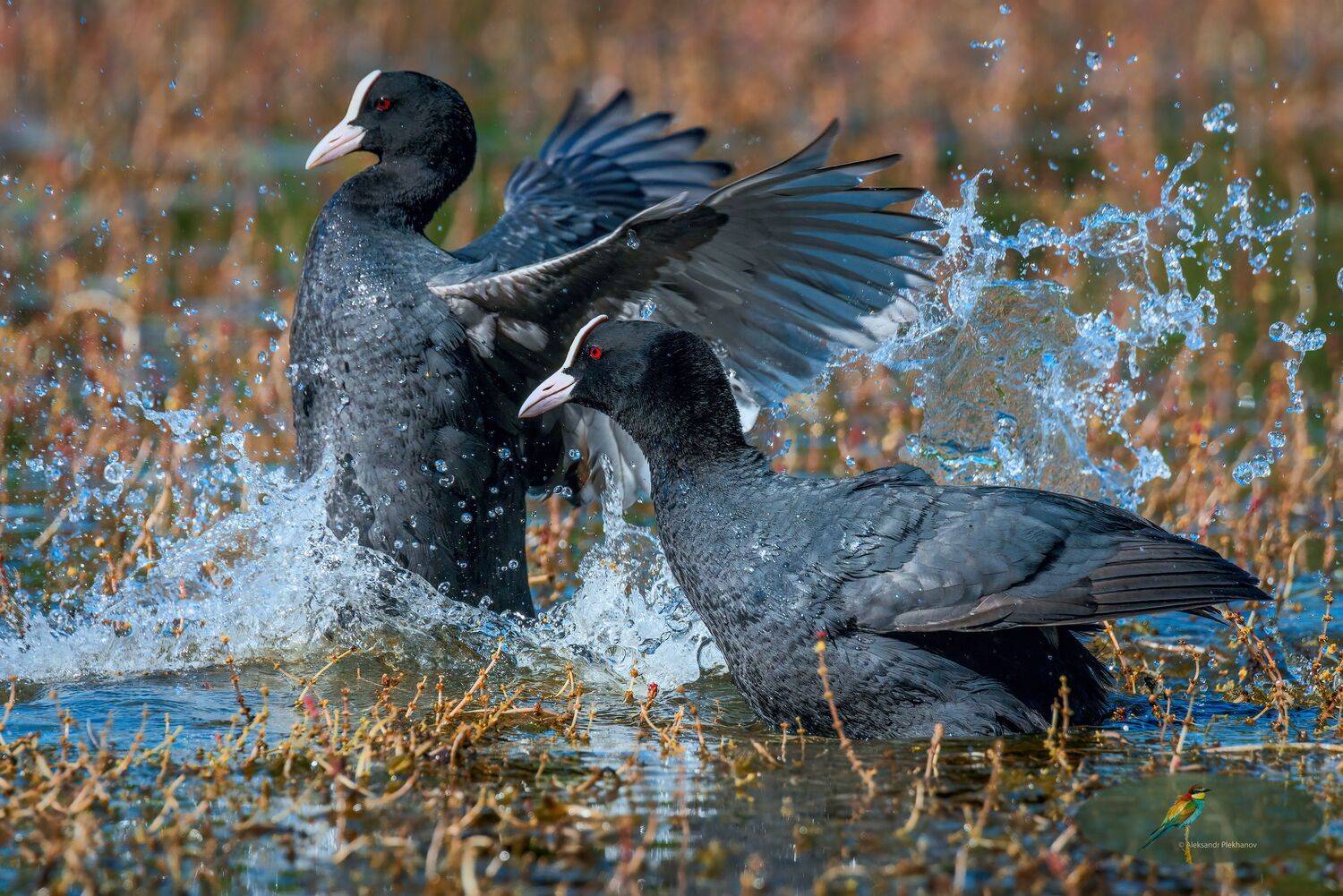 , Alexander Plekhanov