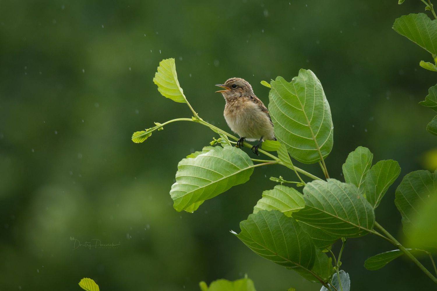 природа, лес, поля, огороды, животные, птицы, макро, Дмитрий Посевич