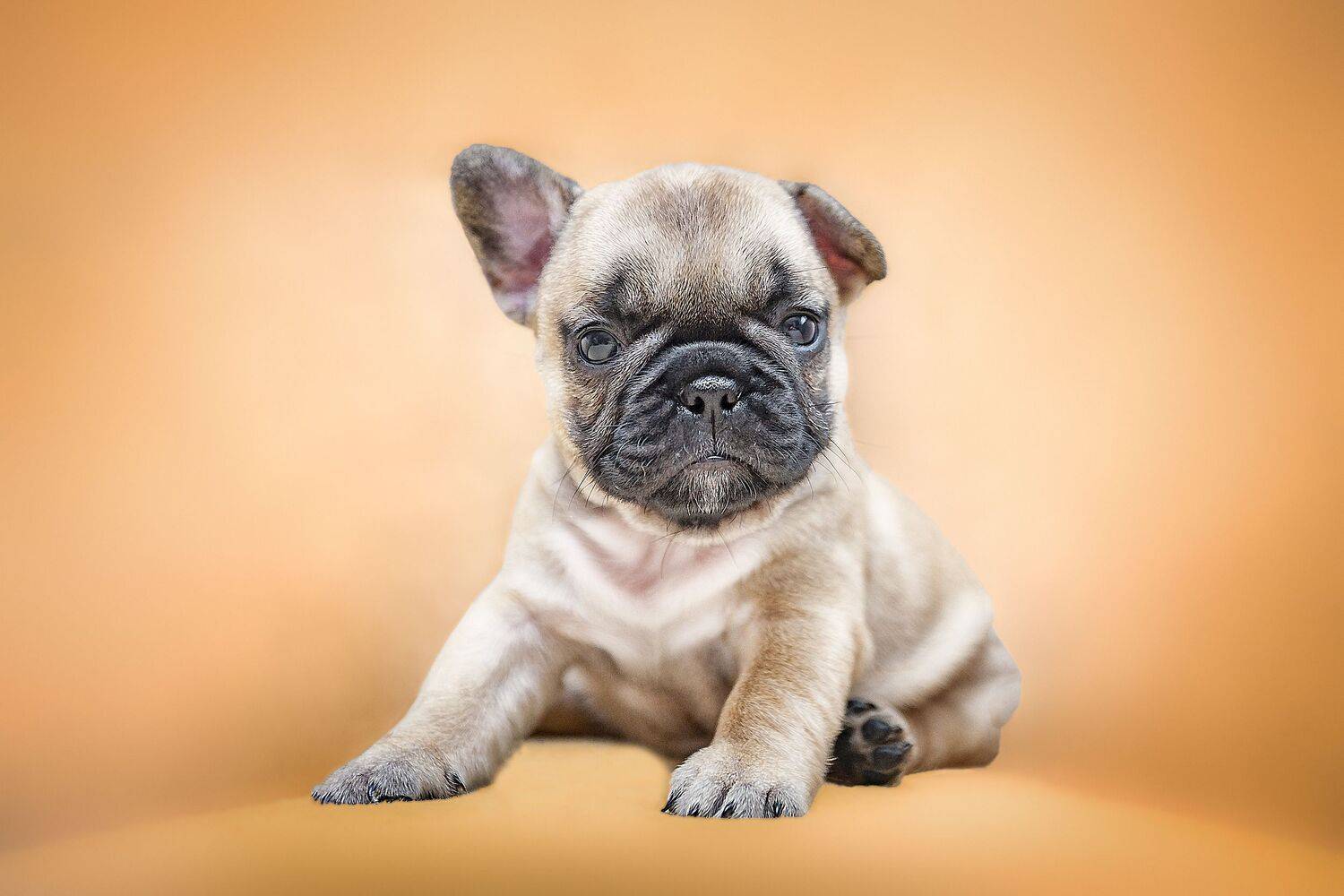 , Ксения Лысенкова