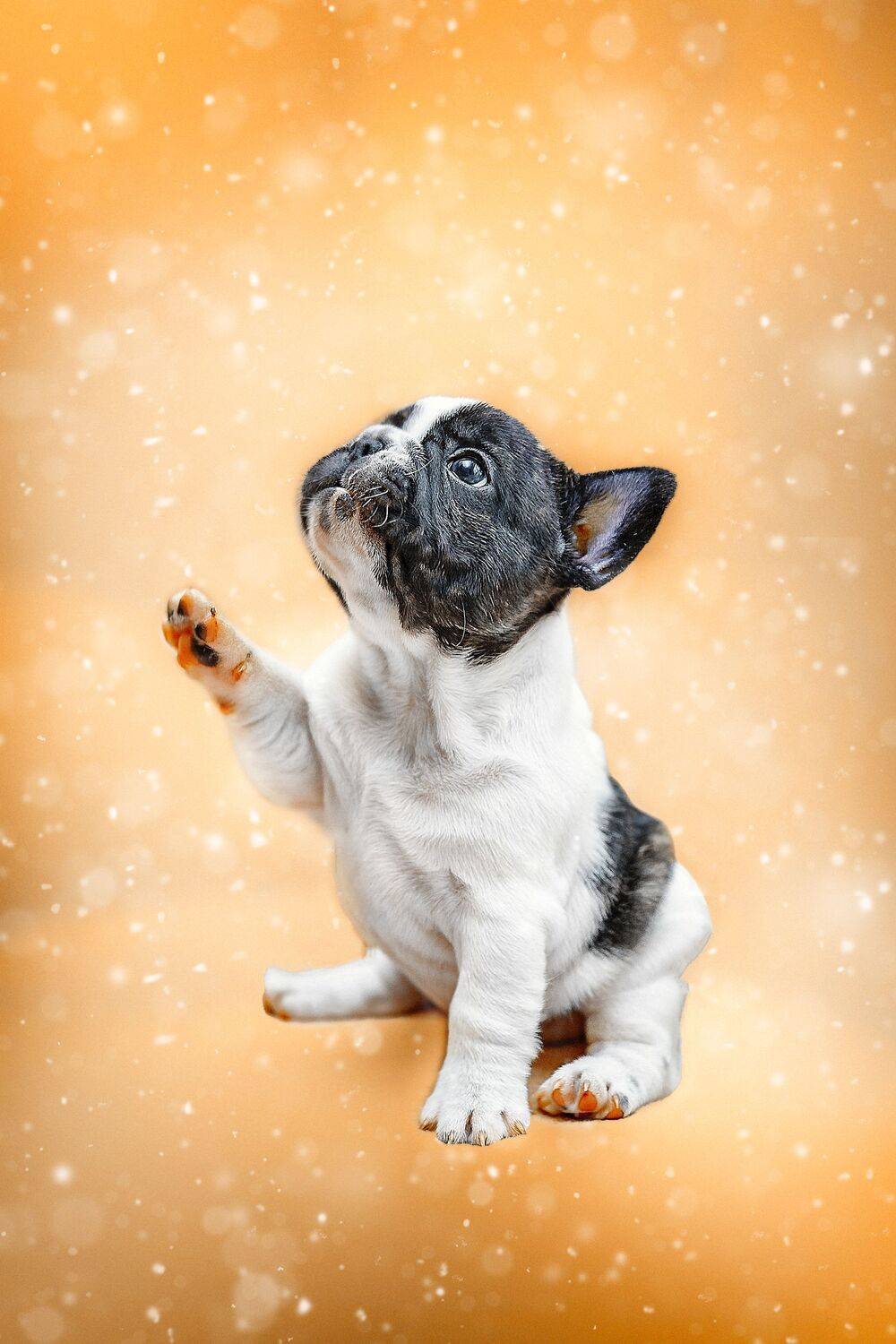 , Ксения Лысенкова