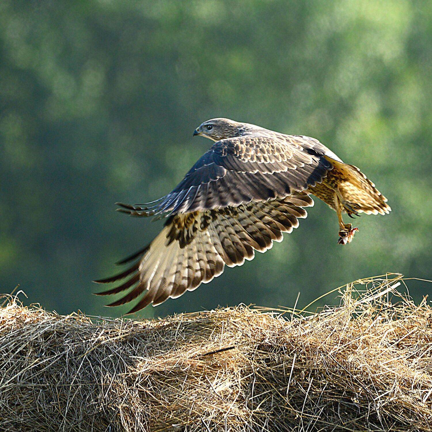 , Михаил Белоусов
