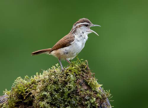 Крапивник Каролинский - Carolina Wren