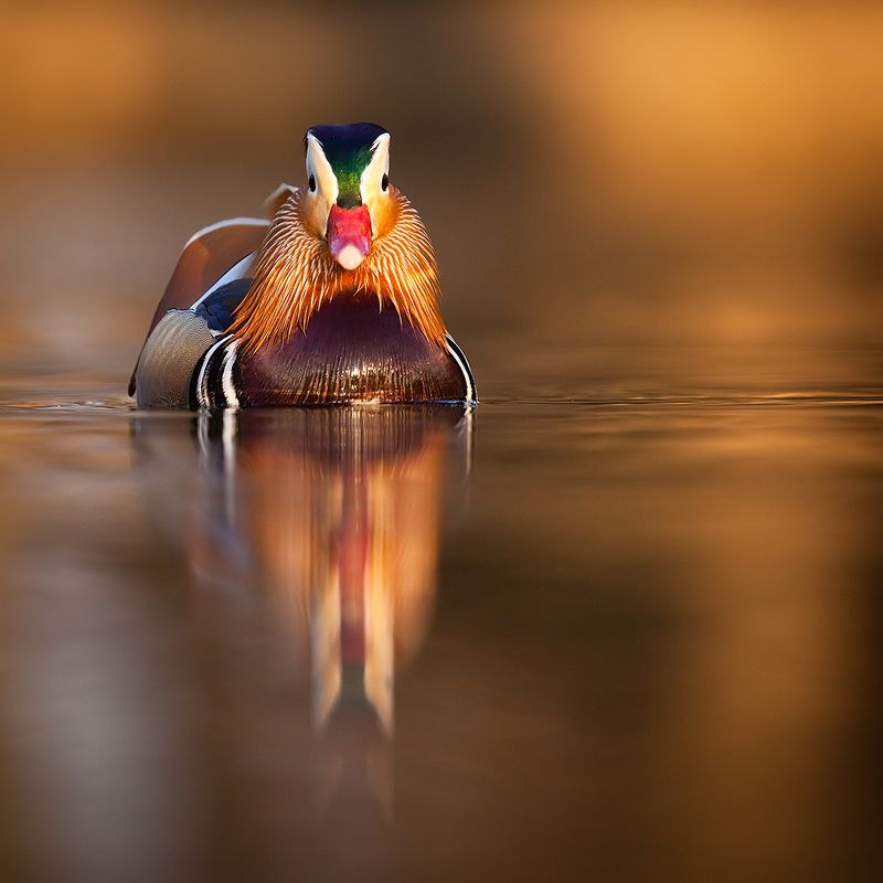 Mandarin duck фото превью