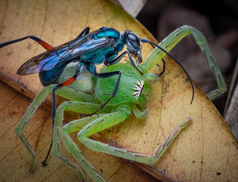 Macro wildlife insects Killing for living фото превью