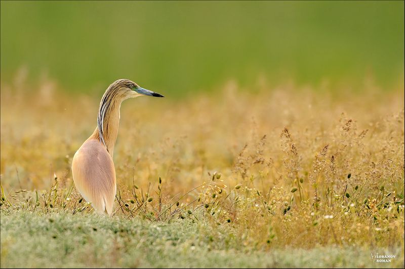 * * * фото превью