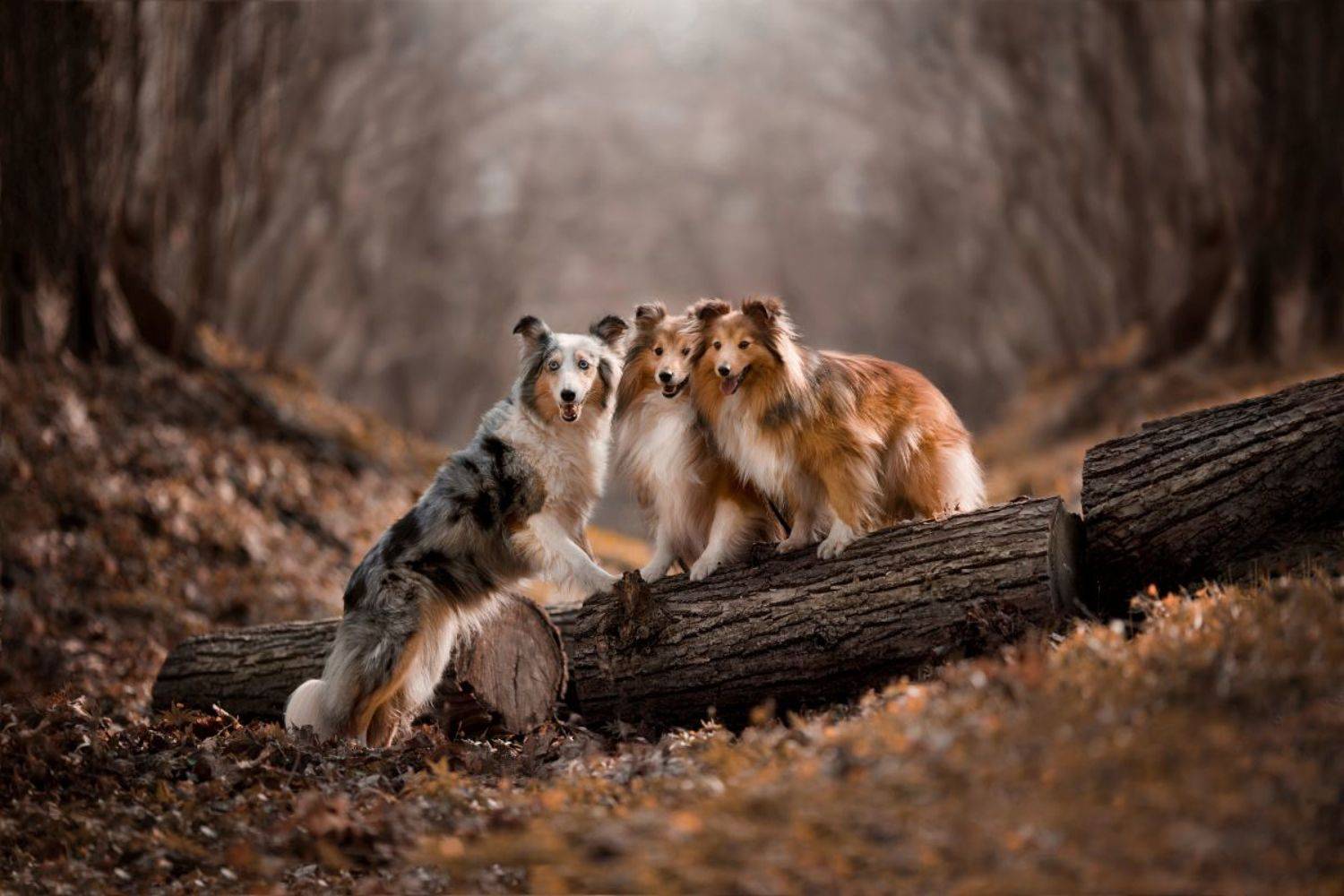 шелти, собаки, Алёна Алексеева