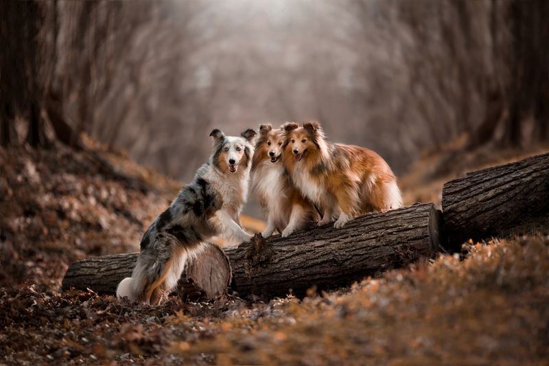 шелти, собаки Три перца фото превью