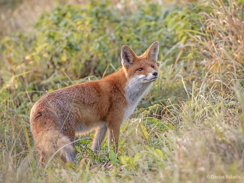 Лисица фото превью