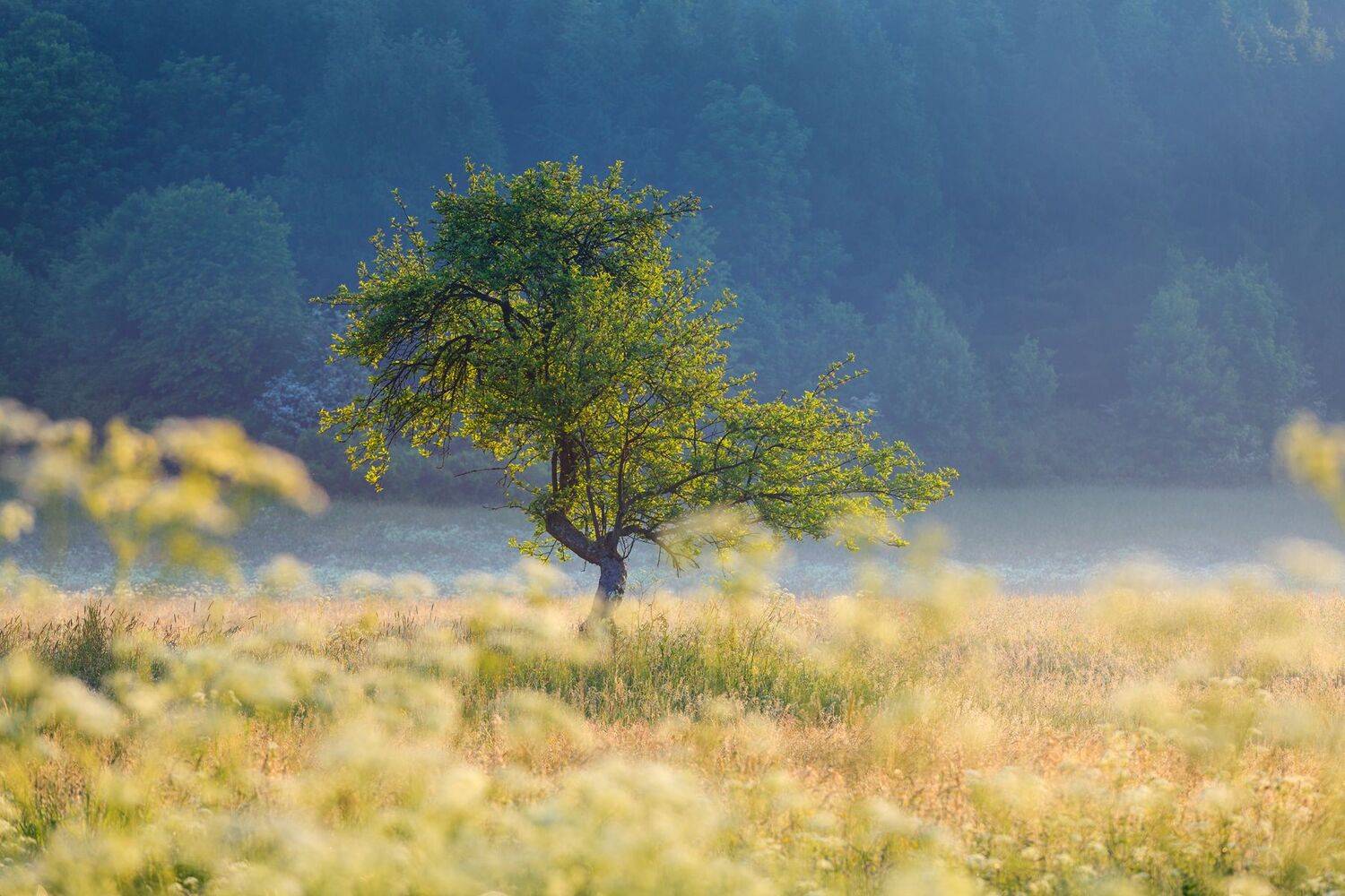 tree, morning, spring, beskid niski, poland,,  Mirosław Pruchnicki