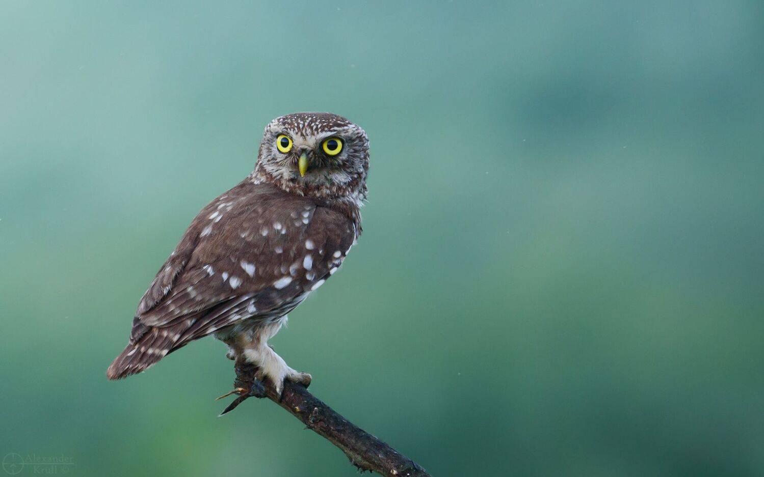 домовый сыч, фотоохота,, Александр Круль