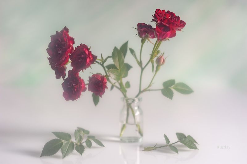 маленькие розы, кустовые розы Маленькие, но розы! фото превью