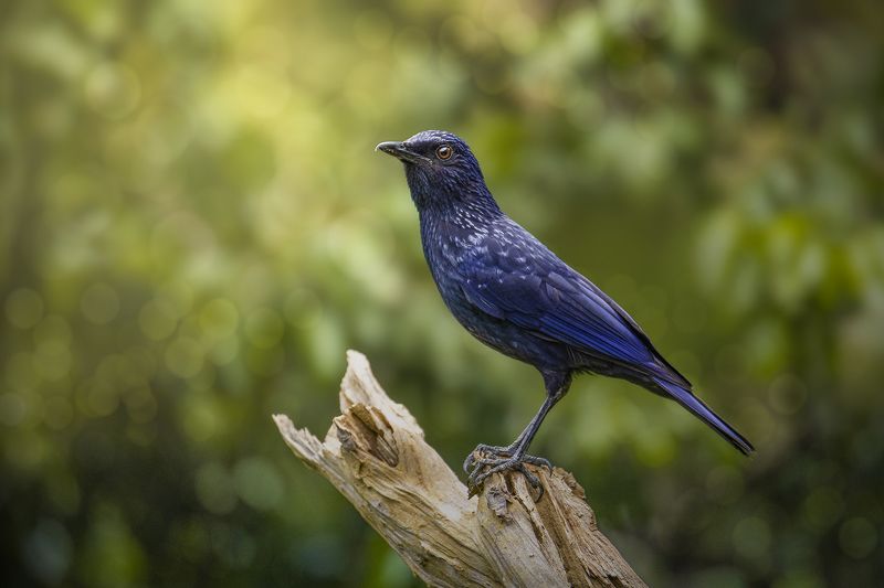 Птица счастья фото превью