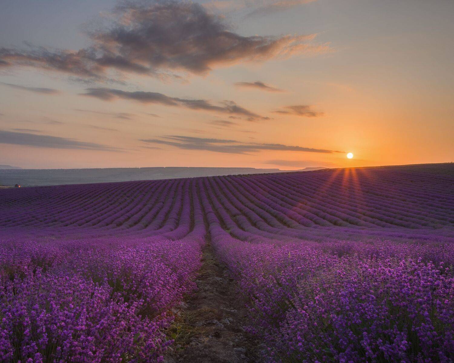 крым, бахчисарай, поле, лаванда, цветы, пейзаж, природа, рассвет, утро, Екатерина Дмитренко