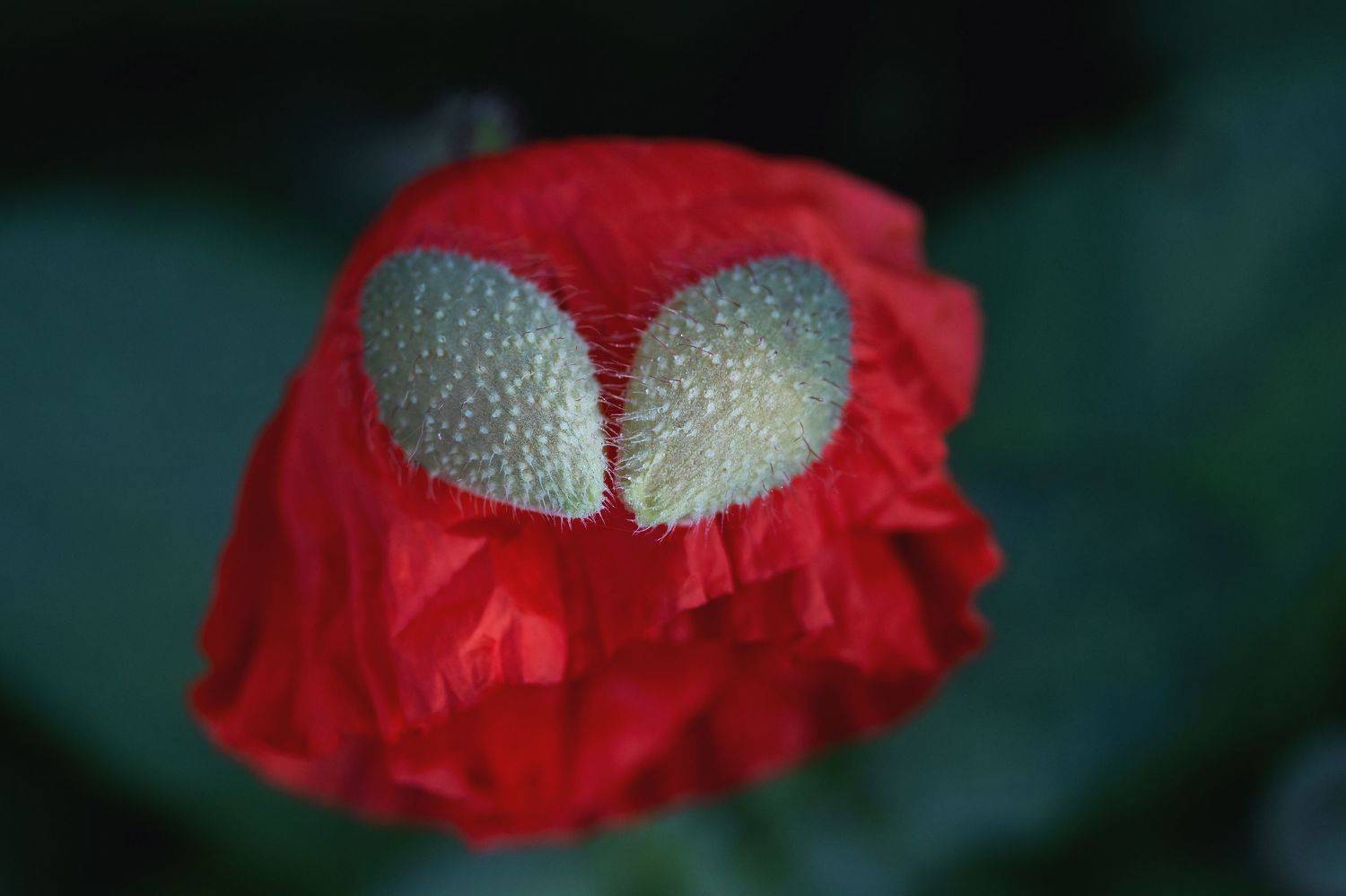 , Костянтин Пазюк