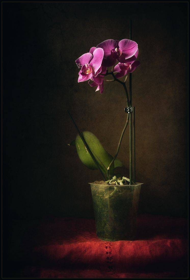 , Александр Хромеев