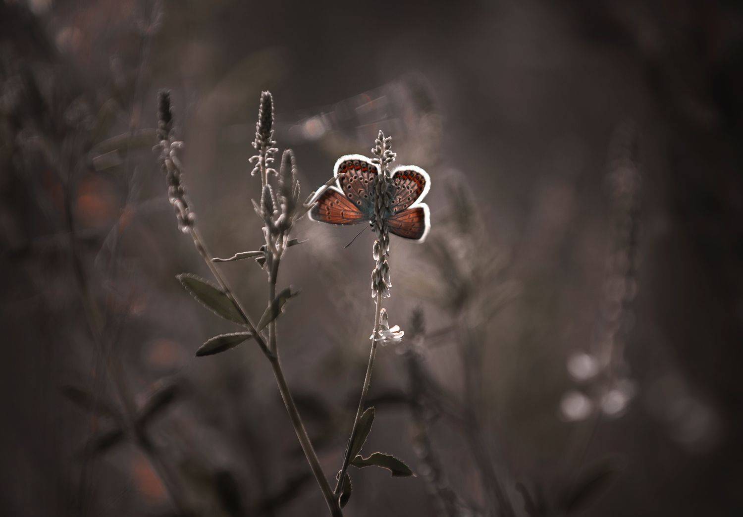 , Баранов Олег