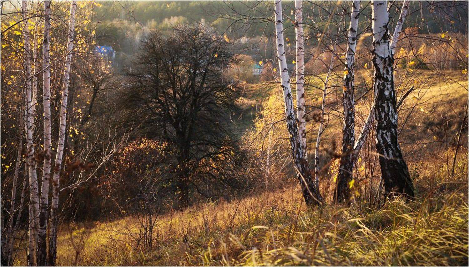 васильков васильків, Алексей Медведев
