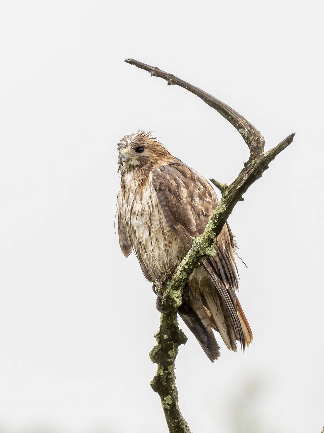 , Fernando Burgalin Sequeira