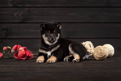 Милые сибята.