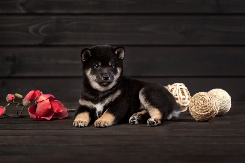 сиба-ину щенки Милые сибята. фото превью