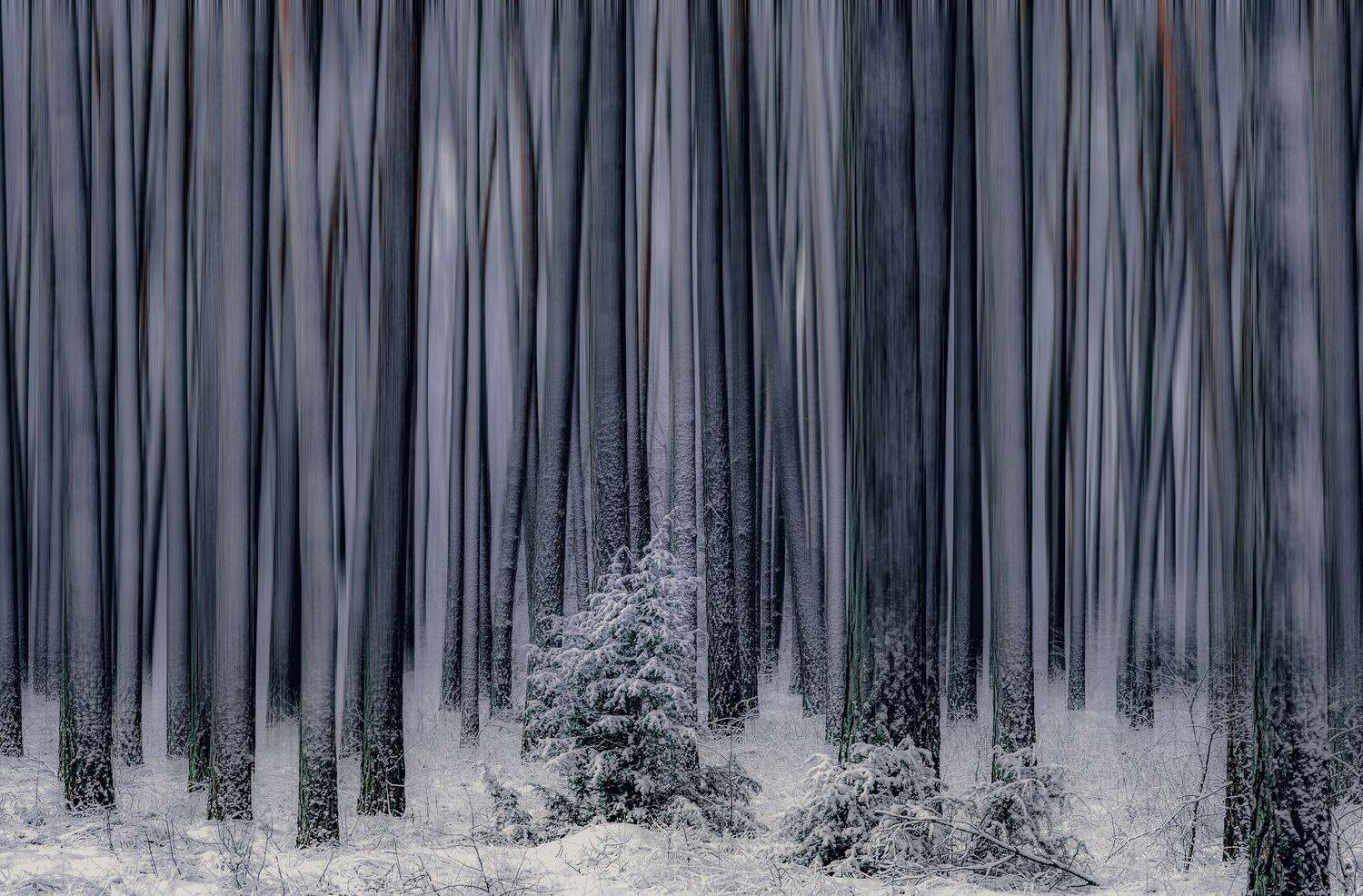 Forest  Nature  No People  Blurry Trees  Nikon  Winter  Snow  Morning  Trees, Krzysztof Tollas