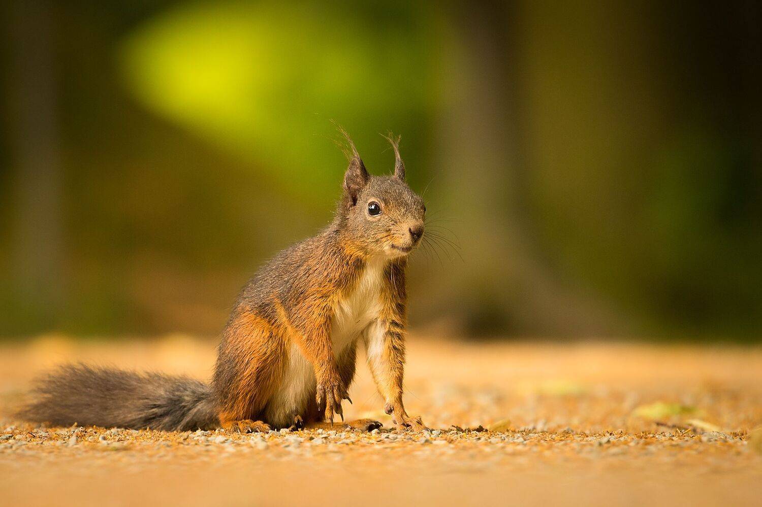 , Robert Adamec