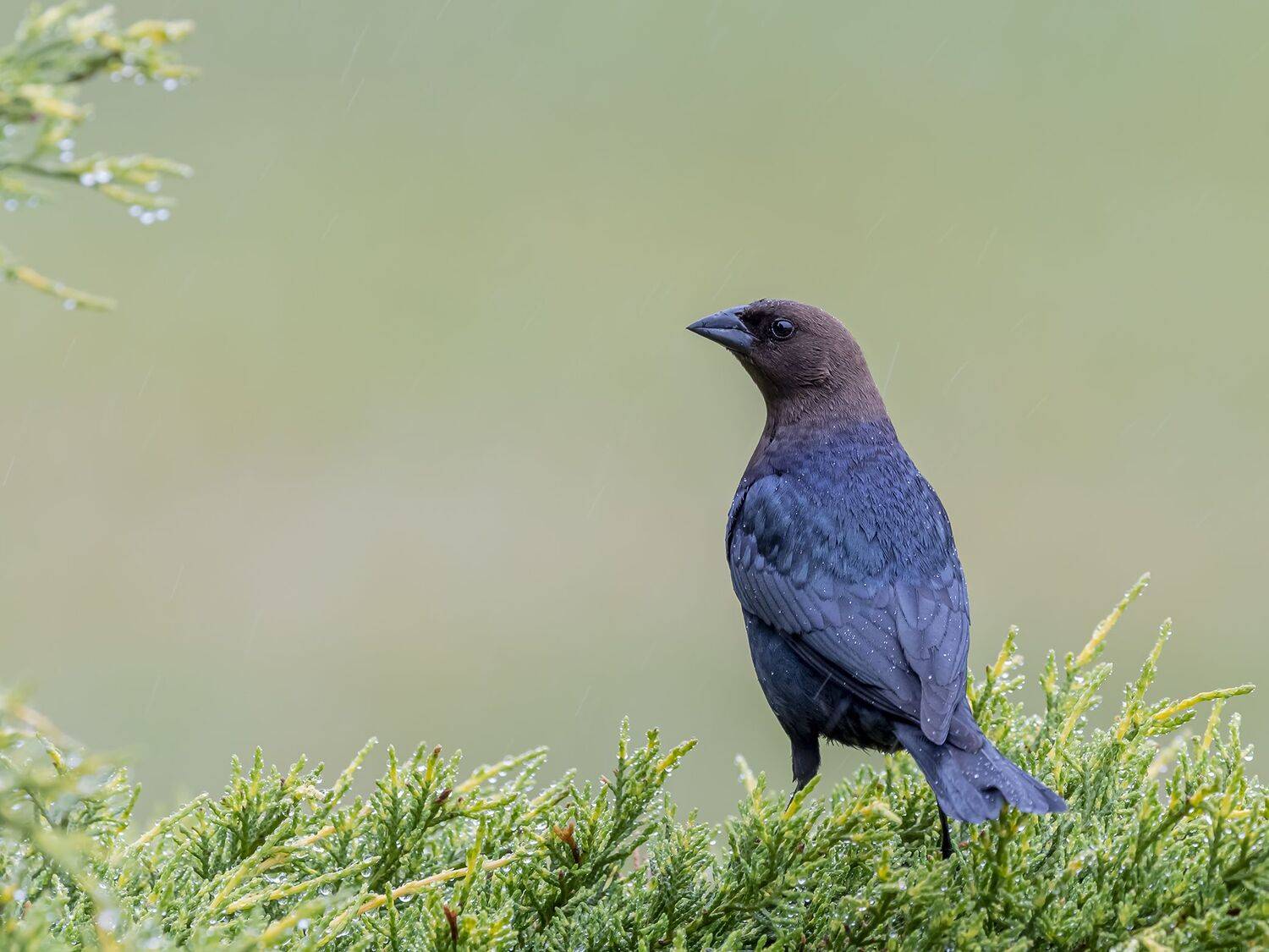 , Fernando Burgalin Sequeira