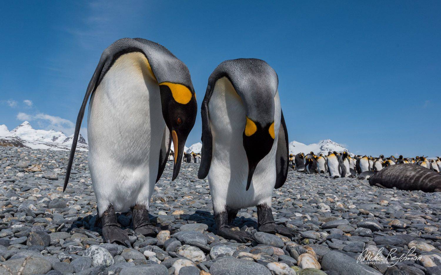 south georgia island, animal behavior, wildlife, animals in the wild, animals mating, beach, salisbury plain, south georgia, king penguin, Майк Рейфман