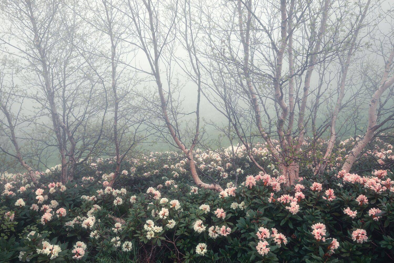 , Алексей Козаченко