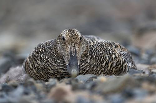 На гнезде...