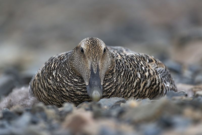 чукотка, арктика, гнездо, яйца, утка, гага обыкновенная На гнезде... фото превью