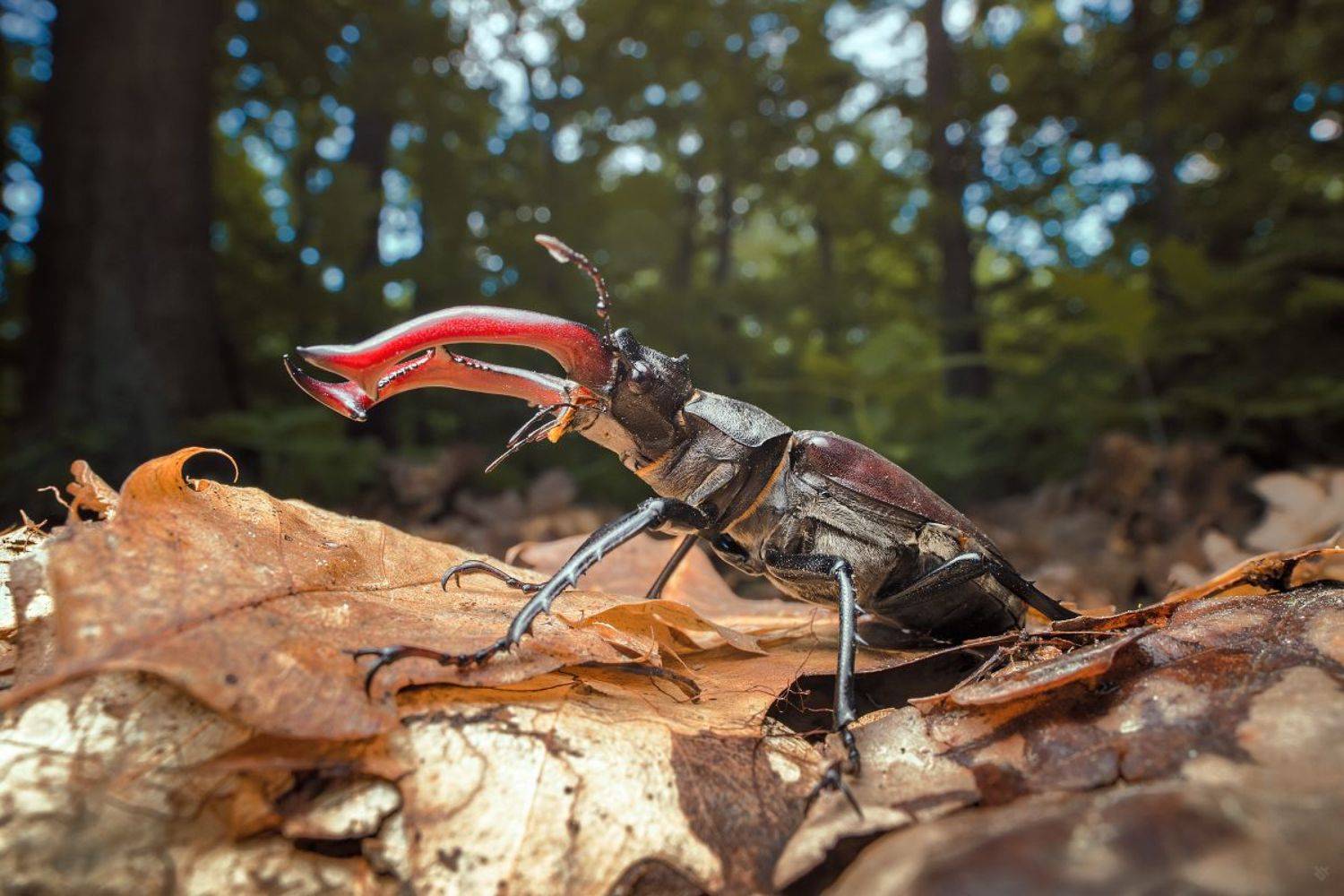 Lucanus cervus, beetle, European stag beetle, macro, wild life, жук, европейский жук-олень, макро, дикая жизнь, Wojciech Grzanka