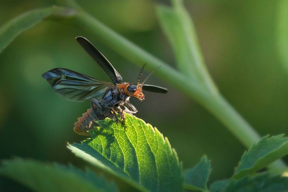 жук, макро, cantharidae, пожарник, Марина Хилько