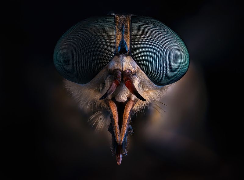 Tabanus bromius фото превью