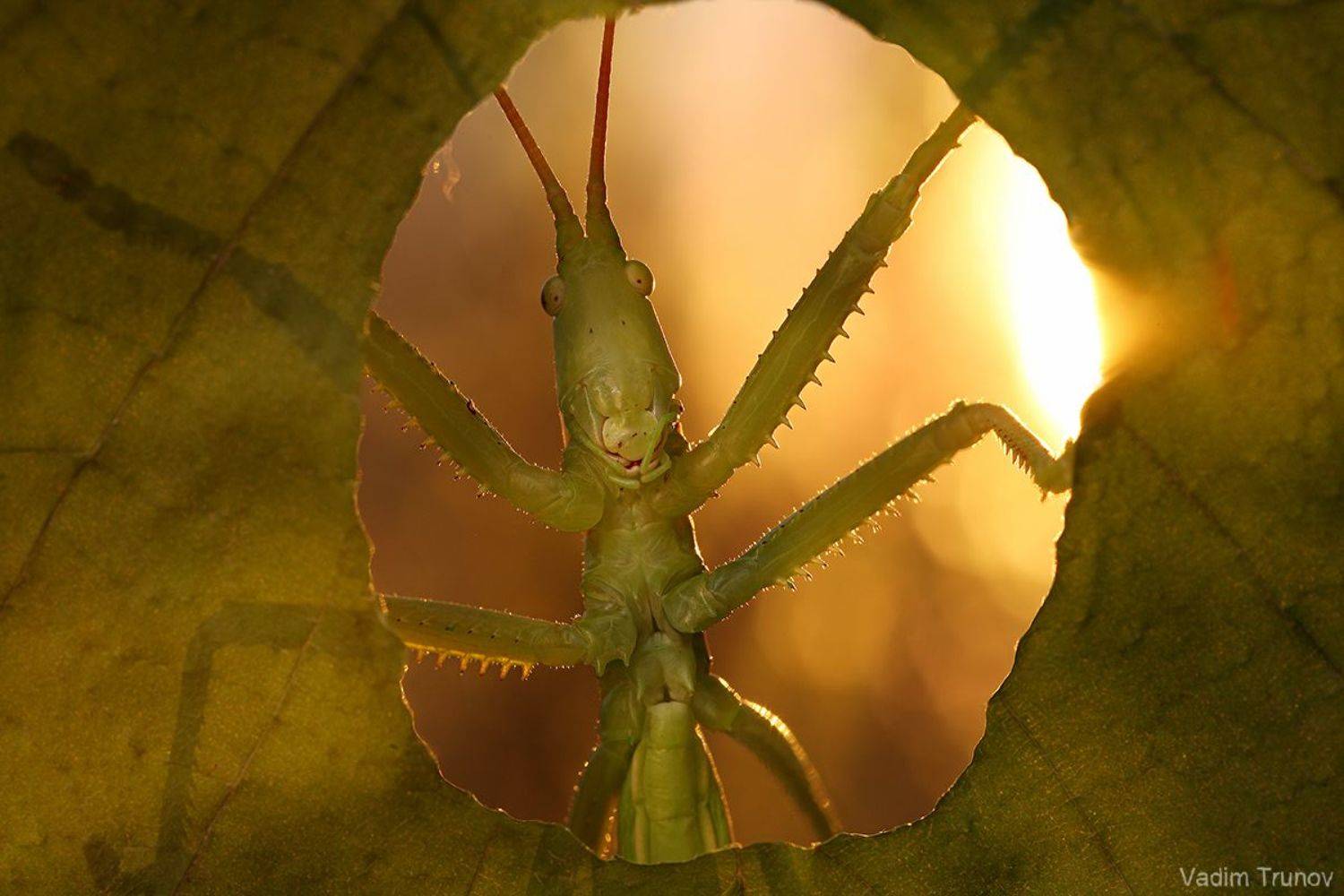 кузнечик, Вадим Трунов