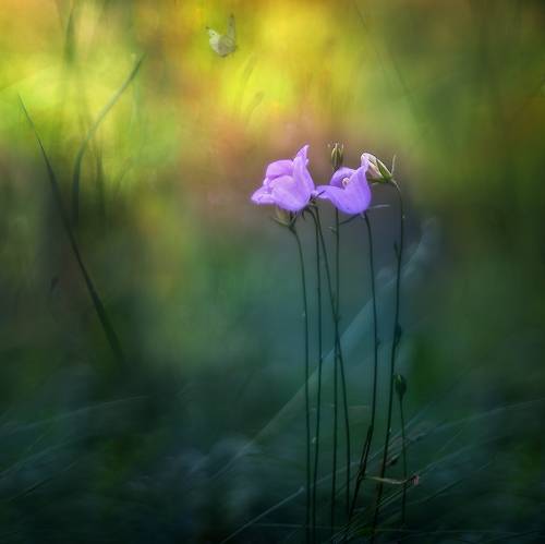 Летние грёзы...