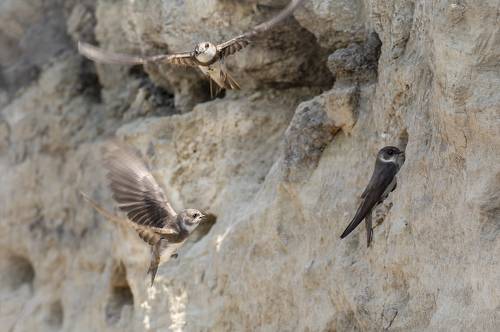 ласточки береговушки..