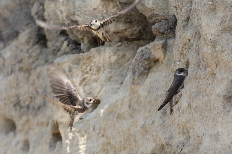 птица, ласточка береговушка, берег, ласточки береговушки.. фото превью