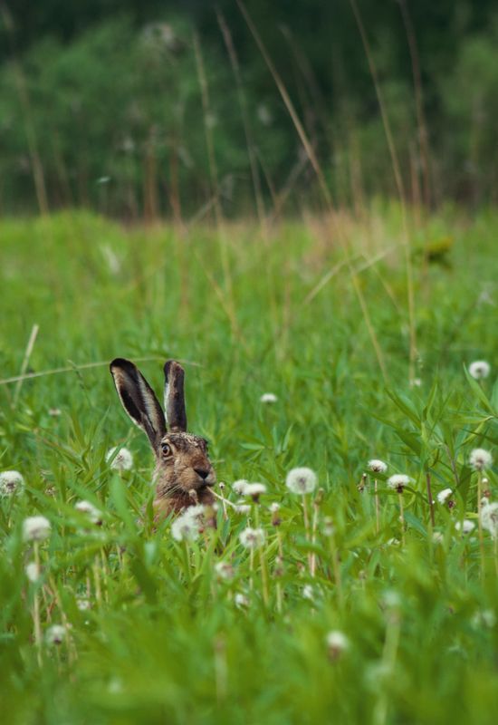 заяц дикая природа Любопытный заяц. фото превью