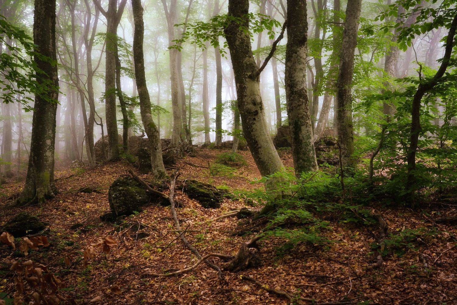 лес, деревья, Григорий Бельцев