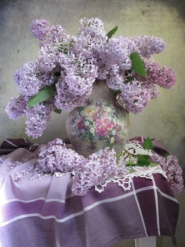 С сиренью