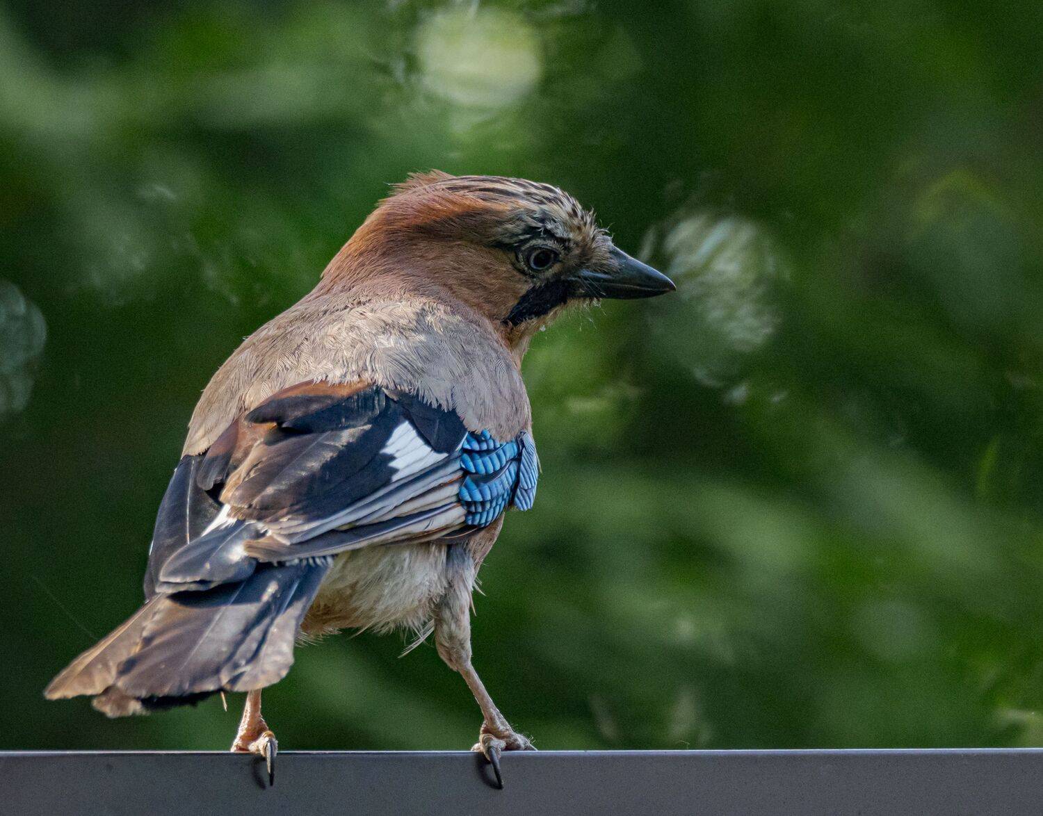 , Курлянцев Алексей