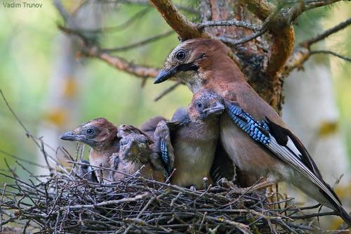 Мой любимый птенчик