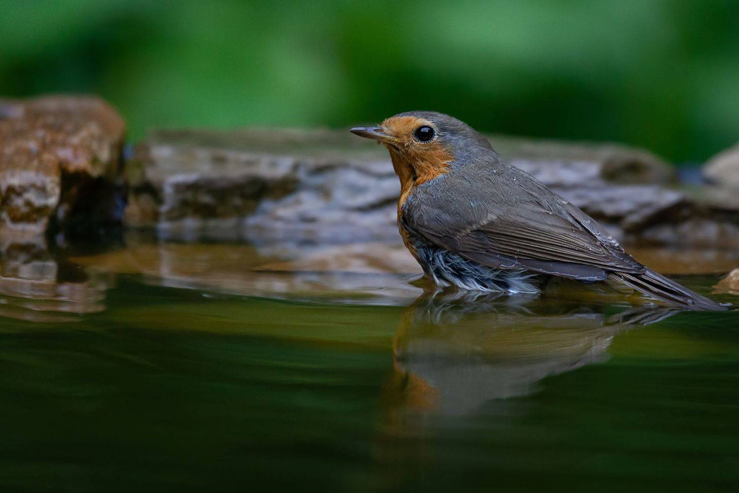 , Марат Кучкаев