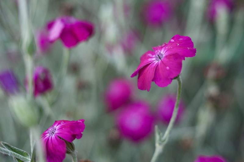 лихнис, катальпа, глициния, вишня С Индустаром по городским улочкам. Разное фото превью